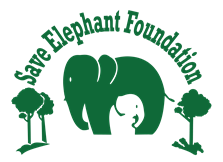 Save Elephant foundation